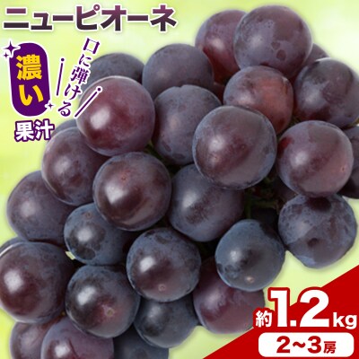 岡山県産 ご家庭用 ニューピオーネ 約1.2kg《9月上旬-10月上旬頃出荷》【配送不可地域:離島】