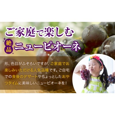 岡山県産 ご家庭用 ニューピオーネ 約1.2kg《9月上旬-10月上旬頃出荷》【配送不可地域:離島】