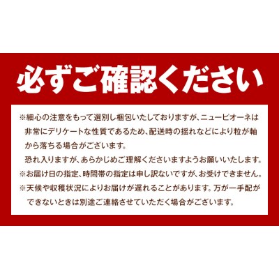 岡山県産 ご家庭用 ニューピオーネ 約1.2kg《9月上旬-10月上旬頃出荷》【配送不可地域:離島】