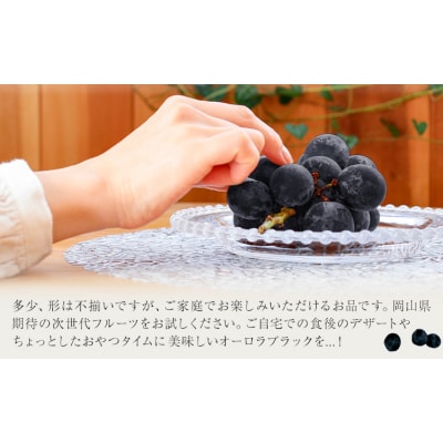 【2027年先行予約】岡山県産 ご家庭用 オーロラブラック 約1.2kg【配送不可地域:離島】