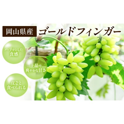 【2027年先行予約】岡山県産 ゴールドフィンガー 1房 約400g【配送不可地域:離島】