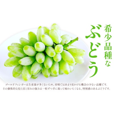 【2027年先行予約】岡山県産 ゴールドフィンガー 1房 約400g【配送不可地域:離島】