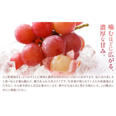 【2027年先行予約】ご家庭用 岡山県産 クインニーナ 約1.2kg《【配送不可地域:離島】