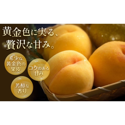【2027年先行予約】ご家庭用 岡山県産 黄金桃 約1.5kg 5～6玉【配送不可地域:離島】