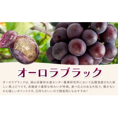 オーロラブラック 2房(1房480g以上) 化粧箱入り 株式会社山博【配送不可地域あり】