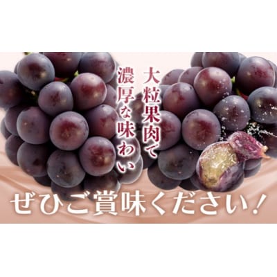 オーロラブラック 2房(1房480g以上) 化粧箱入り 株式会社山博【配送不可地域あり】