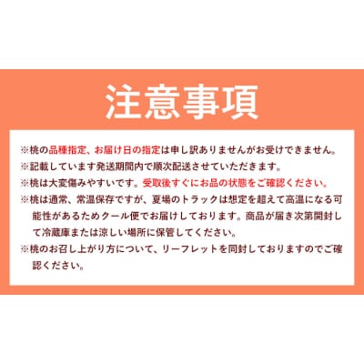 【2027年先行予約】白桃 6玉(1.6kg以上) 株式会社山博 (中本青果)【配送不可地域あり】