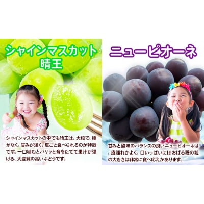 【3回定期便】ぶどう 定期便 計3回コース 化粧箱入り 株式会社山博【配送不可地域あり】