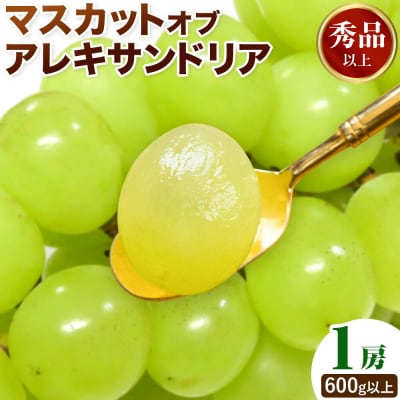 マスカット オブ アレキサンドリア 1房 秀品以上 化粧箱入 株式会社山博【配送不可地域あり】
