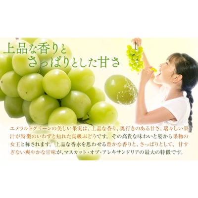 マスカット オブ アレキサンドリア 1房 秀品以上 化粧箱入 株式会社山博【配送不可地域あり】
