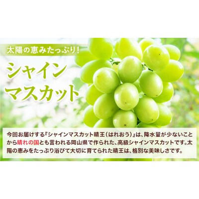 岡山白桃2玉 ニューピオーネ 1房 シャインマスカット晴王 1房  株式会社山博【配送不可地域あり】