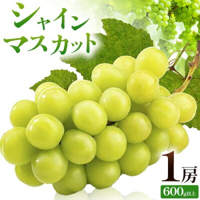 ぶどう シャインマスカット  600g 以上 1房 《2027年9月上旬-10月中旬頃出荷》東山農園