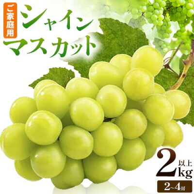 ぶどう シャインマスカット ご家庭用 2kg 以上2房～4房《2027年9月上旬-10月中旬頃出荷》