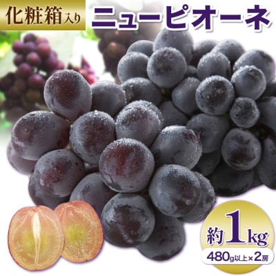 【2027年先行予約】ニューピオーネ 約1kg 2房 1房480g以上 化粧箱入【配送不可地域あり】
