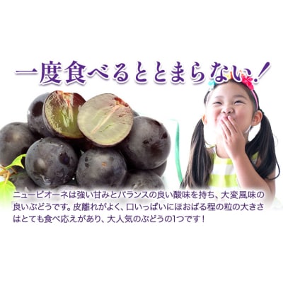 【2027年先行予約】ニューピオーネ 約1kg 2房 1房480g以上 化粧箱入【配送不可地域あり】