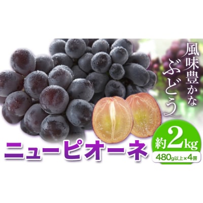 【2027年先行予約】ニューピオーネ 約2kg 4房(1房480g以上)【配送不可地域あり】