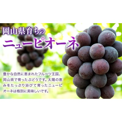 【2027年先行予約】ニューピオーネ 約2kg 4房(1房480g以上)【配送不可地域あり】