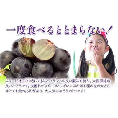 【2027年】詰合ニューピオーネ1房 シャインマスカット晴王1房 化粧箱入り【配送不可地域あり】