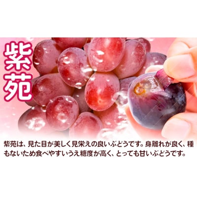 【2027年先行予約】ぶどう 紫苑 700g以上 1房 化粧箱入り 株式会社山博【配送不可地域あり】