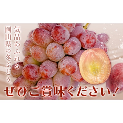 【2027年先行予約】ぶどう 紫苑 700g以上 1房 化粧箱入り 株式会社山博【配送不可地域あり】