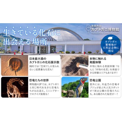 バックヤードツアー 記念品 マグカップ 付き 3名 カブトガニ博物館