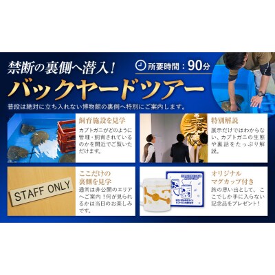 バックヤードツアー 記念品 マグカップ 付き 4名 カブトガニ博物館