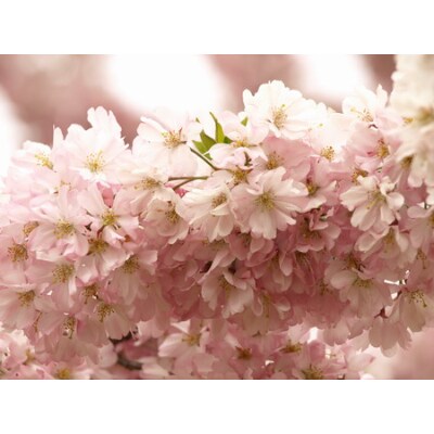 1点限り!さくら色の八寸帯・手織り(めがね織り)