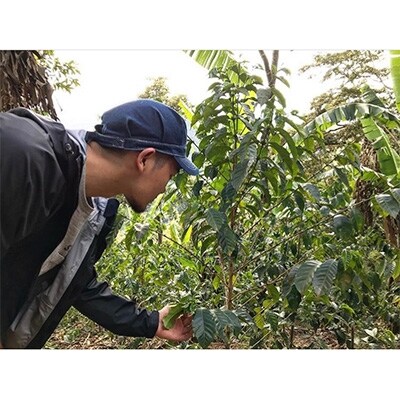 CafeFUJINUMA単独落札(粉)世界でここにしかない希少コーヒー豆　100g×2袋