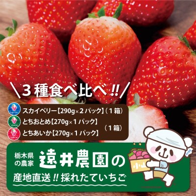 栃木県産のいちご3種食べ比べ|スカイベリー2パック(1箱)・とちおとめ・とちあいか各1パック(1箱)