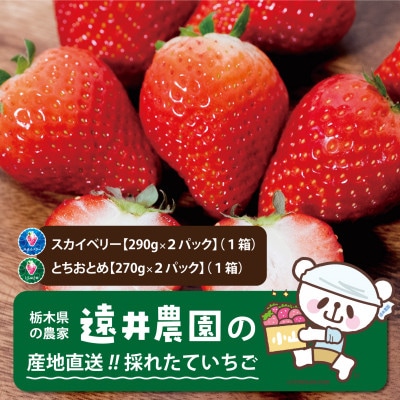 栃木県産のいちご2種食べ比べ|スカイベリー2パック(1箱)・とちおとめ2パック(1箱)