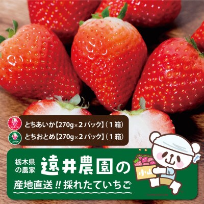 栃木県産のいちご2種食べ比べ|とちおとめ2パック(1箱)+とちあいか2パック(1箱)