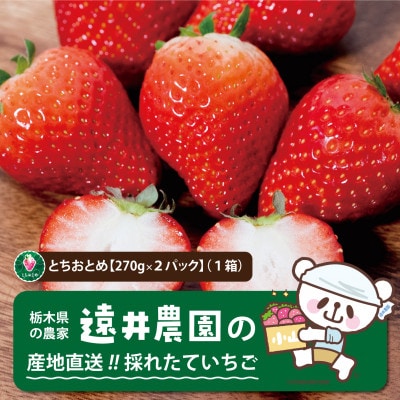 産地直送!!栃木県遠井農園の美味しいとちおとめ【270g×2パック(1箱)】