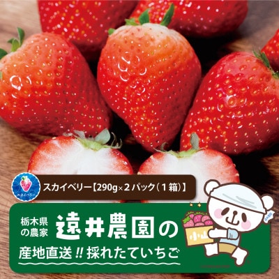 産地直送!!栃木県遠井農園の美味しいスカイベリー【290g×2パック(1箱)】