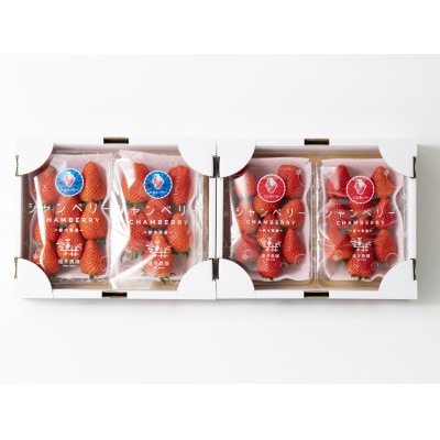 【発送月固定定期便】遠井農園のいちご食べ比べ定期便全4回