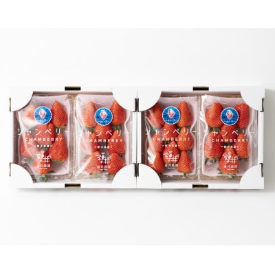 【発送月固定定期便】遠井農園のいちご定期便(スカイベリー)全4回