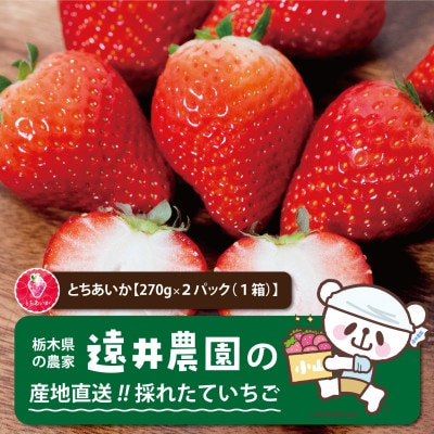 【発送月固定定期便】遠井農園のいちご定期便(とちあいか)全4回