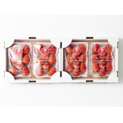 【発送月固定定期便】遠井農園のいちご定期便(とちあいか)全4回