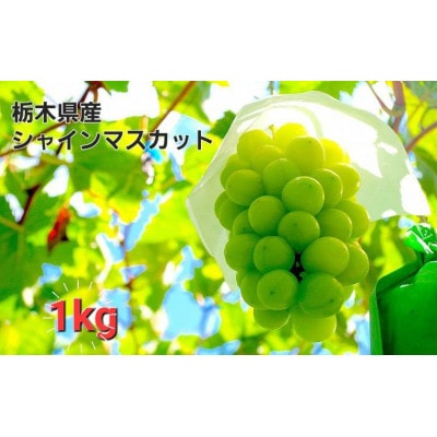 【1kg】朝採れ新鮮!シャインマスカット