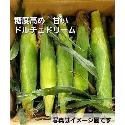 糖度20度!甘くて美味いとうもろこし「ドルチェドリーム」 7本