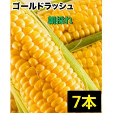 【7本】朝採れ!新鮮とうもろこし「ゴールドラッシュ」