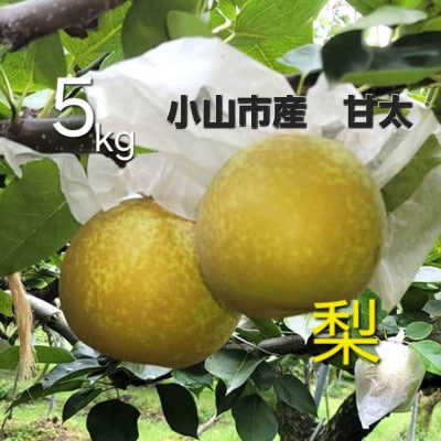 【5kg】栃木県小山市産　甘太　梨