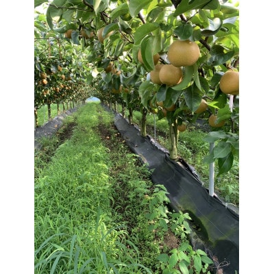 【5kg】栃木県小山市産　甘太　梨