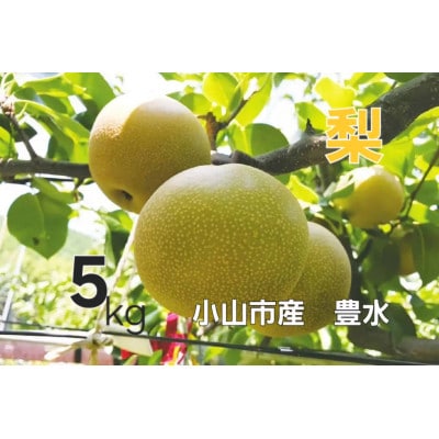 【5kg】栃木県小山市産　豊水 梨