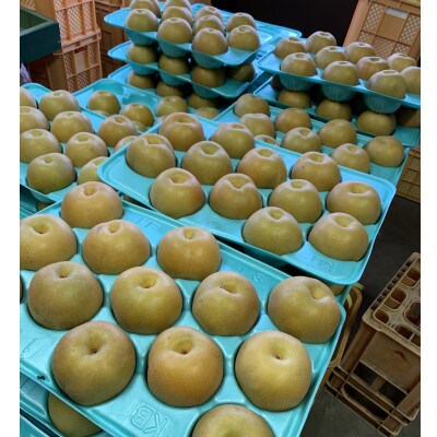 【5kg】栃木県小山市産　豊水 梨