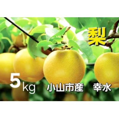 【5kg】栃木県小山市産　幸水 梨