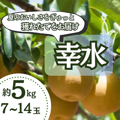 【5kg】栃木県小山市産　幸水 梨