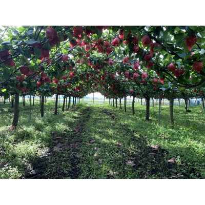 【5kg】栃木県小山市産　あきづき　梨