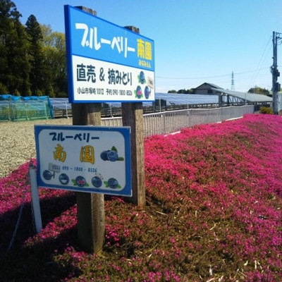 冷凍ブルーベリー1.5kg:大粒完熟〈8月以降出荷〉