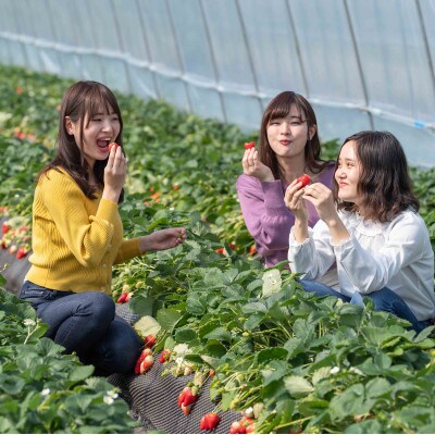 栃木県小山市 いちご狩りご招待券(大人2名様分)
