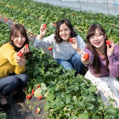 栃木県小山市 2024年いちご狩りご招待券(大人2名様分)